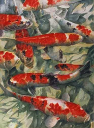Koi ponty