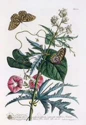 1. Abutilon, 2. Convolvulus, c. 1748-as kézzel színezett metszet.
