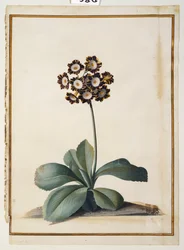 Lila Tarka Auricula
