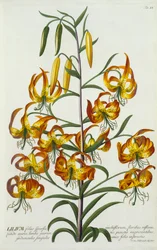 Amerikai töröksapkás Lily, c. 1740-es kézzel színezett metszet.
