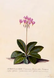 Auricula Ursi Shooting Star, c. 1744-es kézzel színezett metszet.