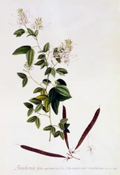 Bauhinia, c. 1745-ös kézzel színezett metszet.