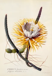 Cereus az éjszaka királynője, c. 1744-es kézzel színezett metszet.