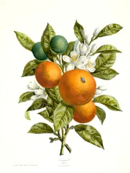 Citrus aurantiacus narancs, 1730-1770.