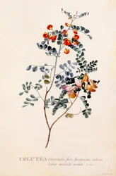Colutea, c. 1745-ös kézzel színezett metszet..