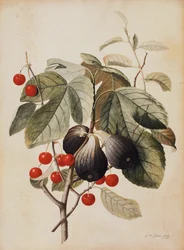 Füge és cseresznye, 1747