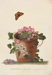 Hepatica trifolia (Nobilis), 1745 (guache, pergamen)