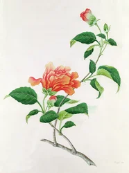 Hibiszkusz