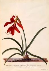 Lilio-Narcissus Jaobean Lily, c. 1743-as kézzel színezett metszet.