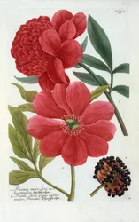 Paeonia, kézzel színezett metszet.
