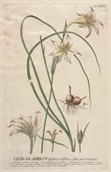 Válogatott növények 39 - Lilio-Gladiolus.
