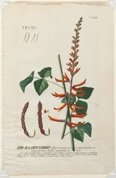 Válogatott növények 58 - Corallodendron.