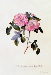 A csíkos havi rózsa c. 1745-ös kézzel színezett metszet.