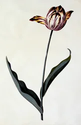 Tulipán, c. 1745-ös kézzel színezett metszet.