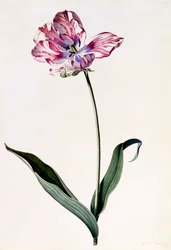 Tulipán, c. 1745-ös kézzel színezett metszet.