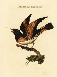 Amerikai redstart, Setophaga ruticilla