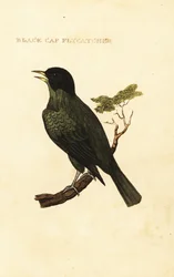 Fekete sapkás bulbó, Pycnonotus melanicterus