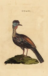 Tarajos guán, Penelope purpurascens