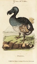 Kihalt dodó, Raphus cucullatus (Didus ineptus)
