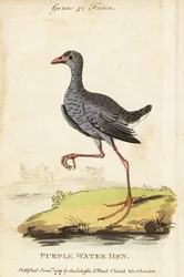 Szürkefejű mocsár, Porphyrio poliocephalus