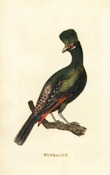 Guinea turaco vagy zöld turaco, Tauraco persa