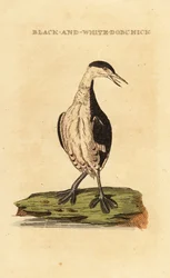 Szarvas vöcsök, fiatal, Podiceps auritus