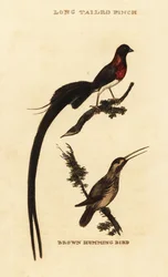 Paradicsomi özvegypinty, Vidua paradisaea, és rozsdás kolibri, Selasphorus rufus
