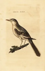 Északi gúnymadár, Mimus polyglottos