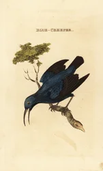 Lila mézkúszónövény, Cyanerpes caeruleus