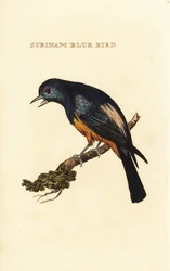 Ezüstmellű Tanager, Tangara Valley