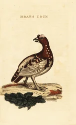 Lucfajd, Falcipennis canadensis canace