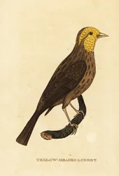 Sárga csőr, Pheucticus chrysopeplus