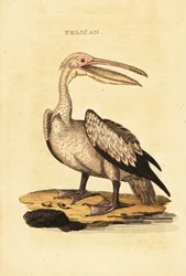 Nagy fehér pelikán, Pelecanus onocrotalus