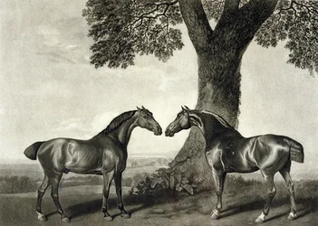 Két vadász, metszett G.T. Stubbs (bap.1748-c.1815) (litho) (lásd még: 266802)