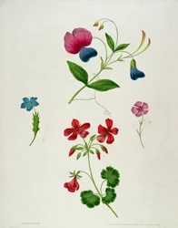 Illusztráció az „Új traktátus a virágfestésről, avagy Minden hölgy a saját rajzmestere” című könyvből, 1816 (színes nyomott metszet, kézi színezéssel)