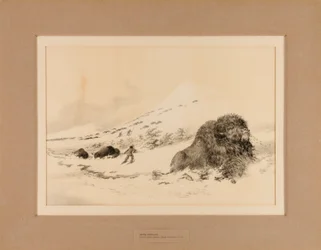 Haldokló bölény--no. 17