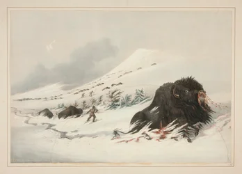 Dying Buffalo Bull, in Snow Drift, pl. 17. az észak-amerikai indiánok portfóliójából