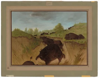 Grizzly Bears támadja a bivalyt