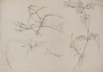 Botanikai rajz
