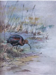 Fényes ibisz (litográfia)