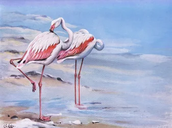 Nagy flamingó (litográfia)