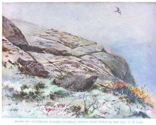 Sólyom elől bujkáló csér, illusztráció Kirkman  Jourdain "British Birds" című művéből.