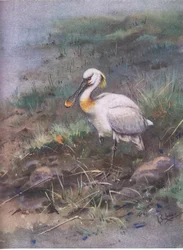 Spoonbill (litográfia)