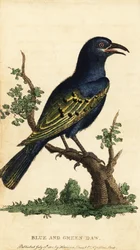 Afrikai fényes seregély, Lamprotornis fajok. ,1800 (metszet)