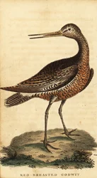 Rúdfarkú istenanya, Limosa lapponica.,1800 (metszet)