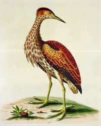 Keserű a Hudson-öbölből, 1748 (kézzel színezett metszet)