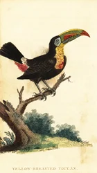 Keelcsőrű tukán, Ramphastos sulfuratus. ,1800 (metszet)