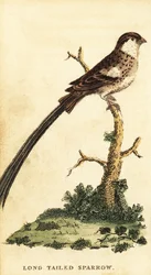 Pin-tailed Whydah, Vidua macroura.,1800 (metszet)