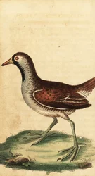 Sora, Porzana carolina. ,1800 (metszet)