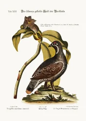 A fekete és pettyes nyírfajdkakas, 1749-73